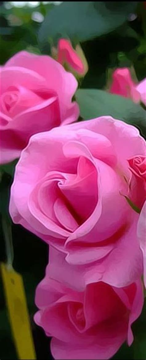 Beautiful Flowers Garden: Beautiful Beautiful Pink Roses