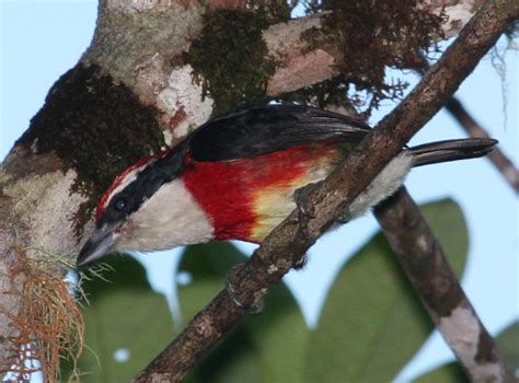 Beautiful new bird discovered in Peruvian cloud forest