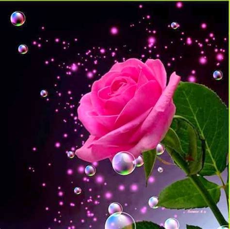 Beautiful Rose Flower Photo Stuff   Whatsapp Images