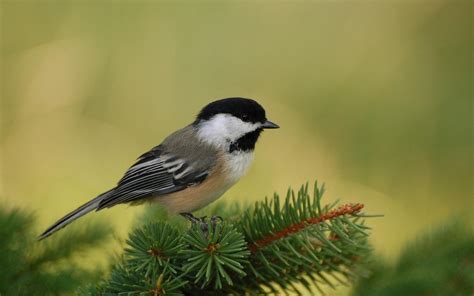 Beautiful Small Birds Wallpapers   Entertainment Only
