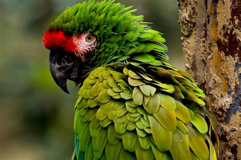 Beautiful Tropical Birds ‹ Auchter Photography