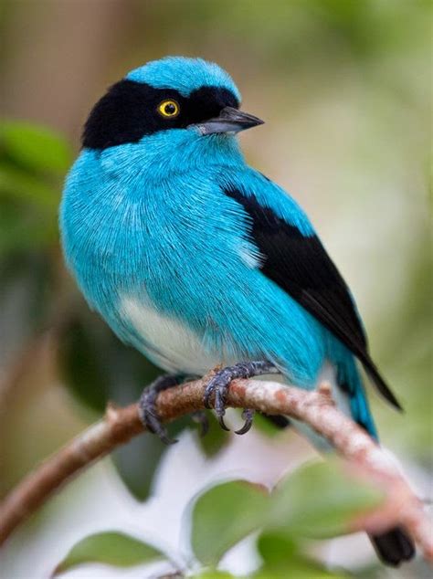Beautiful White, Blue and Black Bird | blue bird ...