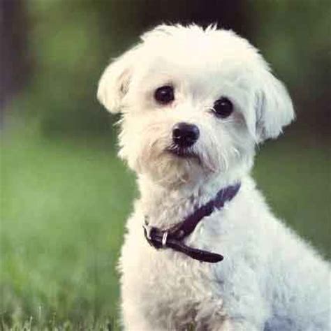 Beautiful White Dog Breeds | PetCareRx