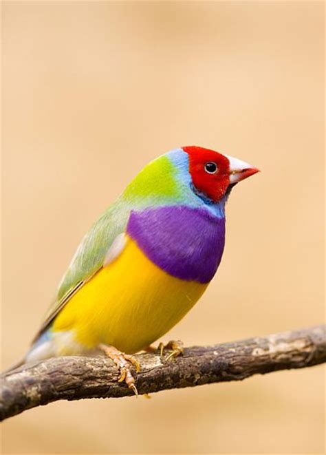Beauty Secrets and Health Tips: Worlds Most Beautiful Birds