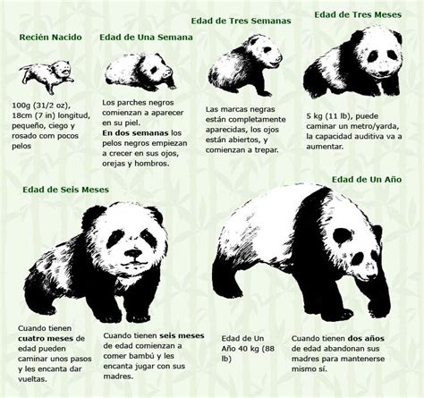 Bebé Panda   Su Proceso de Crecimiento   viaje a china.com