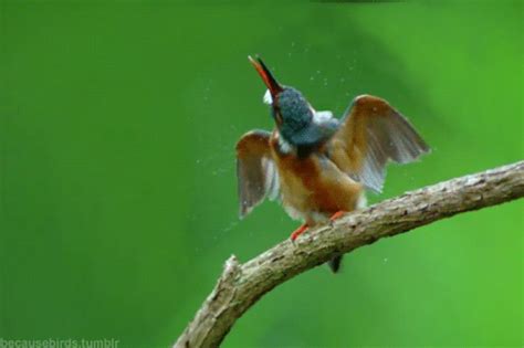 because birds! — Kingfisher fishing 101.