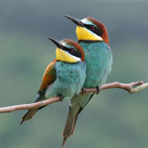 Bee Eaters There are about 25 species of bee eaters found ...