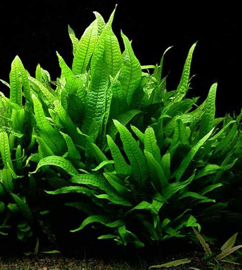 Beginner Aquarium Plants That Anyone Can Grow   Aquarium ...