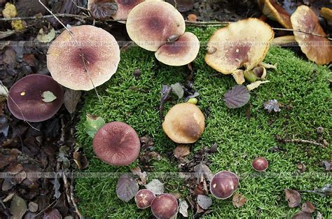 Beginners guide to some of the common types of fungi.
