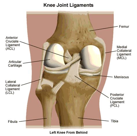 Behind Knee Joint Pain Diagnosis – Relief Symptoms by ...