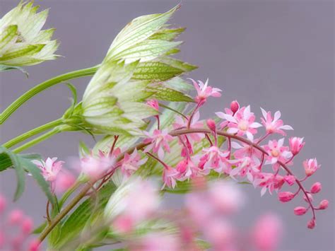 Beißen Gedanken: Watch, Beautiful Relaxing Flowers From Nature