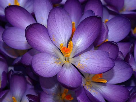 Beißen Gedanken: Watch, Beautiful Relaxing Flowers From Nature