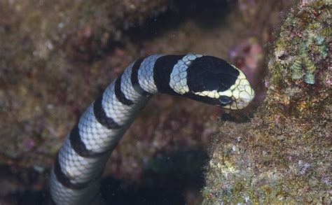 Belcher sea snake, the world s most venomous snake ...