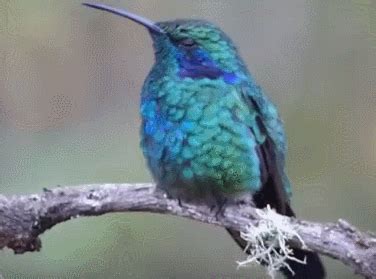 Bellas Aves de El Salvador: Colibri thalassinus  colibrí ...