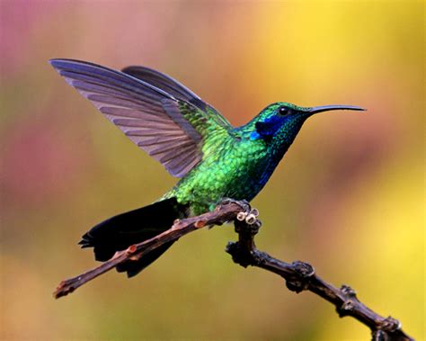 Bellas Aves de El Salvador: Colibri thalassinus  colibrí ...
