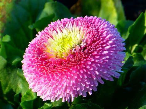 Bellis Flower Blossom · Free photo on Pixabay