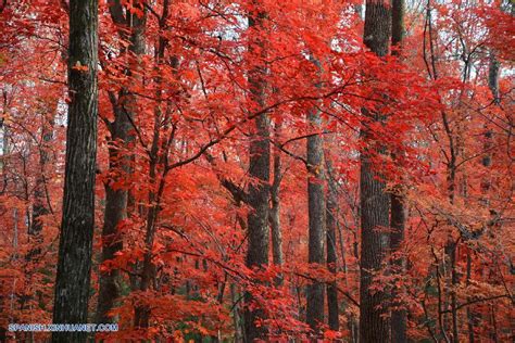Bello paisaje de otoño en China | Spanish.xinhuanet.com