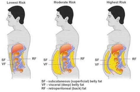 Belly fat loss tips   Topshealthy.com Health Articles