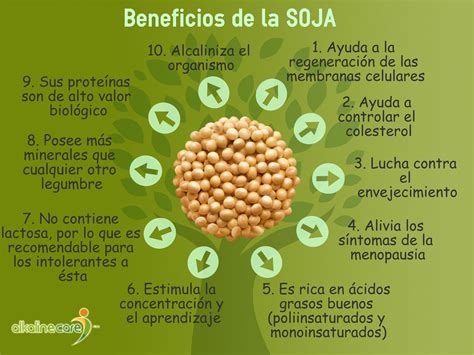 Beneficios de la SOJA | Food | Pinterest | Beneficios de ...
