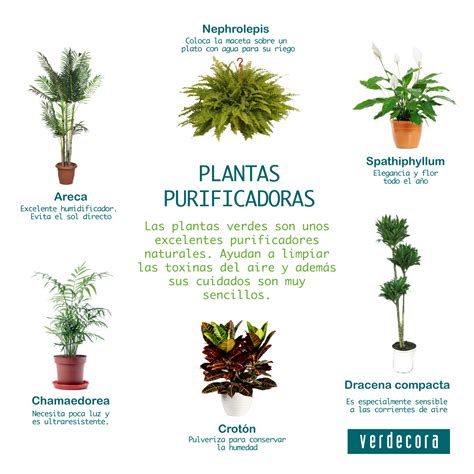 Beneficios de las plantas purificadoras   Blog Verdecora