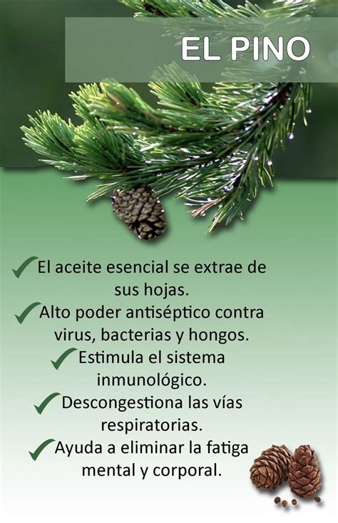 Beneficios del aceite de pino | Las plantas medicinales ...
