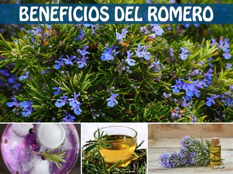 Beneficios del romero para la salud   Plantas Medicinales