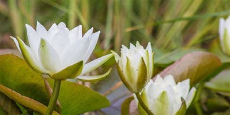 Beneficios y propiedades de la flor de loto
