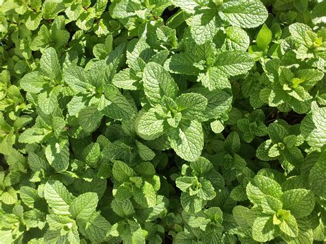 Benefits of Mint Plants: Medicinal, Culinary, and More ...