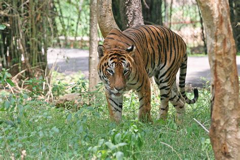 Bengal tiger   Simple English Wikipedia, the free encyclopedia