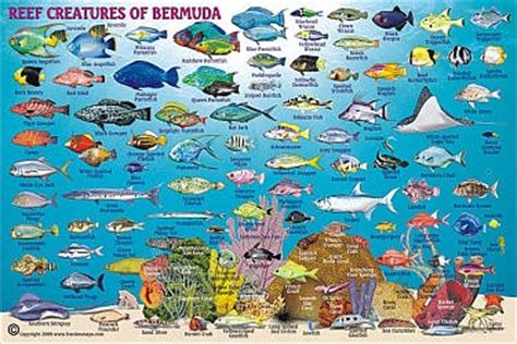Bermuda Road Maps, Detailed, Travel, Tourist, Driving
