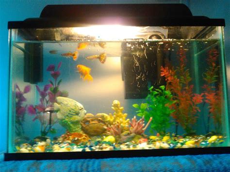 Bes Cold Water Fish For Small Aquarium | Aquarium Design Ideas