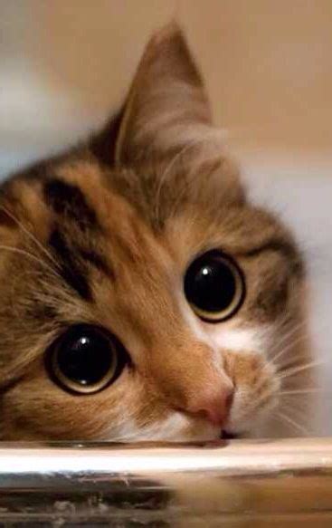 Best 20+ Cat eyes ideas on Pinterest