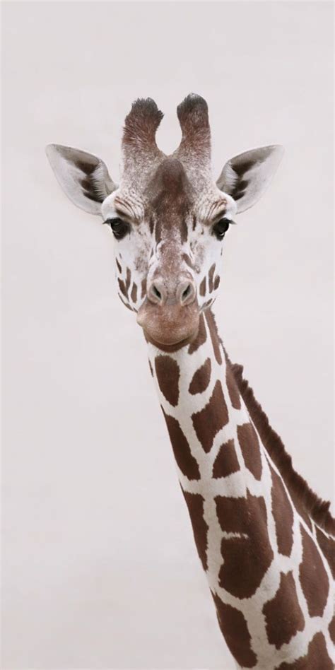 Best 20+ Giraffe Art ideas on Pinterest | Giraffe painting ...