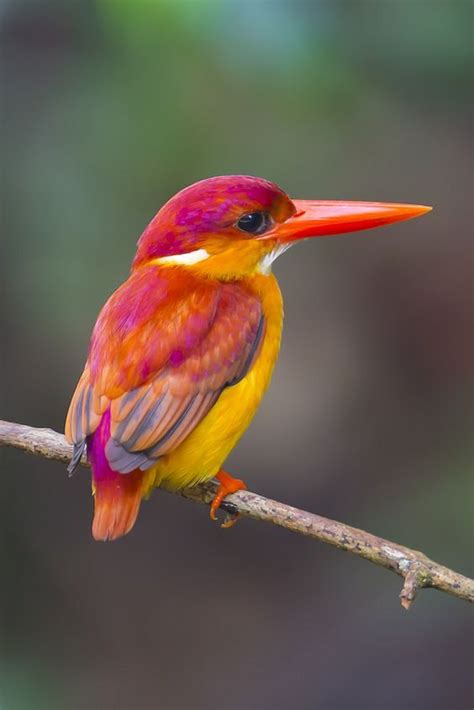 Best 20+ Tropical Birds ideas on Pinterest