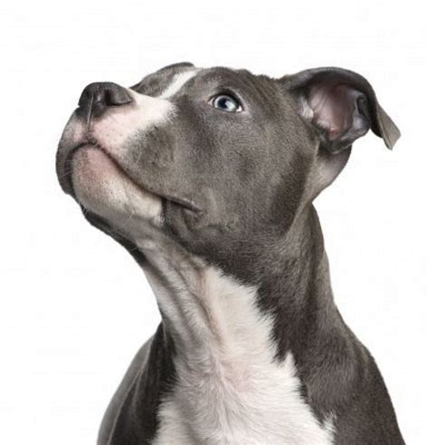 Best 25+ American staffordshire terriers ideas on ...