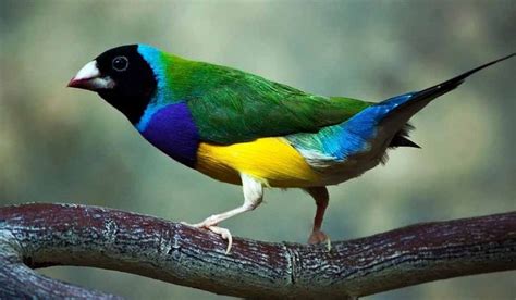 Best 25+ Birds name list ideas on Pinterest | All colours ...