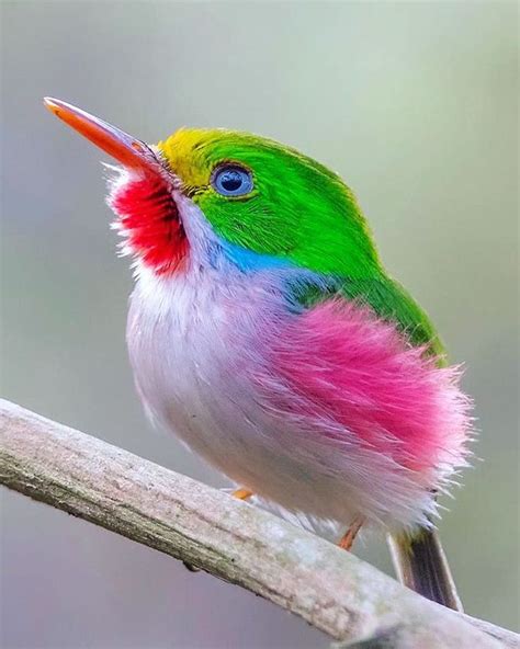 Best 25+ Colorful birds ideas on Pinterest | Pretty birds ...