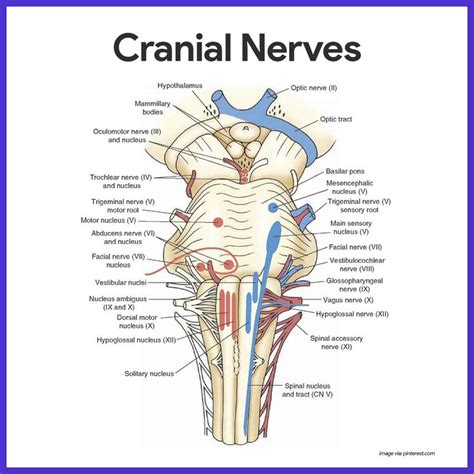 Best 25+ Cranial nerves function ideas on Pinterest