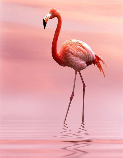 Best 25+ Flamingos ideas on Pinterest | Flamingo, Pink ...