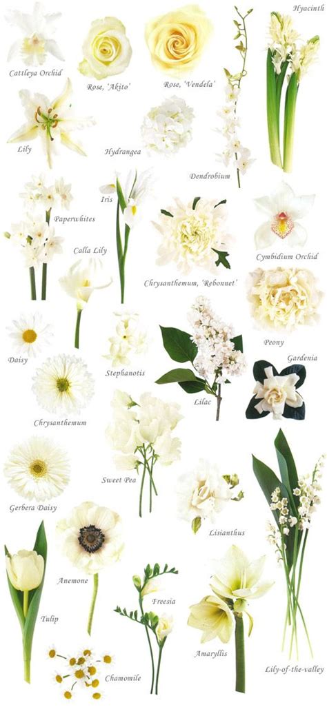 Best 25+ Flower names ideas on Pinterest | Flower chart ...