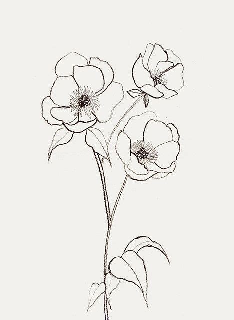 Best 25+ Flower sketches ideas on Pinterest | Flower ...
