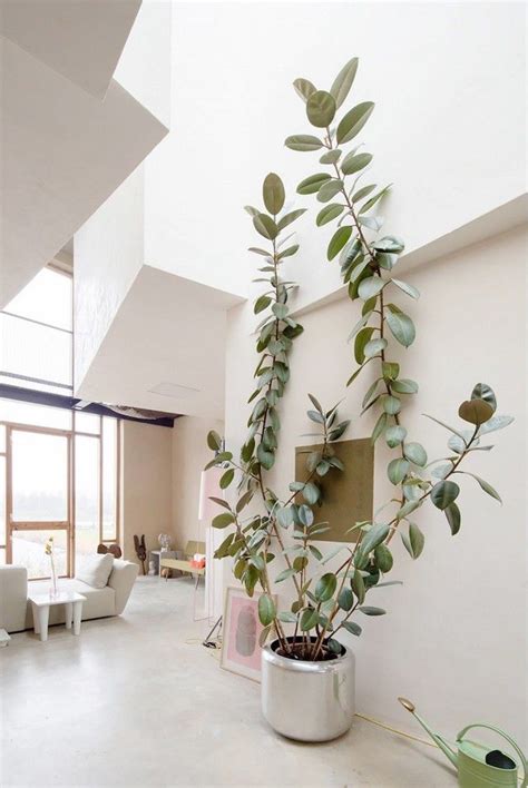 Best 25+ Large indoor plants ideas on Pinterest | Plants ...