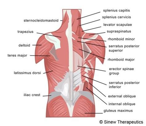 Best 25+ Lower back muscles anatomy ideas on Pinterest ...