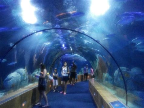 Best 25+ Oceanografic valencia ideas on Pinterest ...