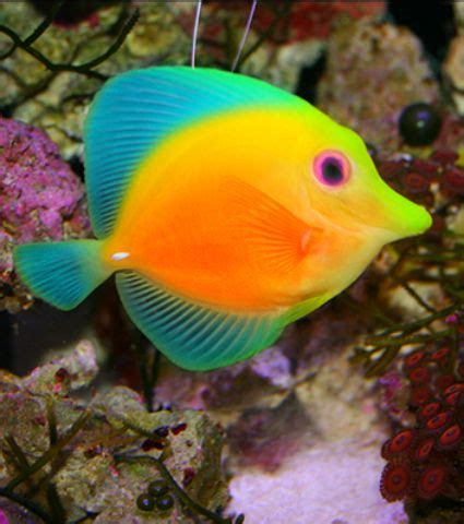 Best 25+ Tropical fish ideas on Pinterest | Fish, Colorful ...