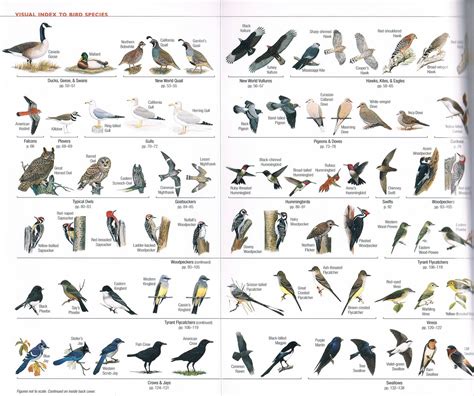 Best 28+   American Avian Charts Bird Species   image ...