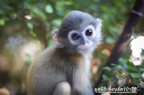 Best Baby Monkeys Photos 2017 – Blue Maize