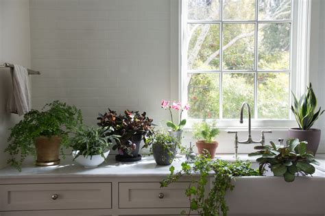 Best Houseplants: 9 Indoor Plants for Low Light   Gardenista