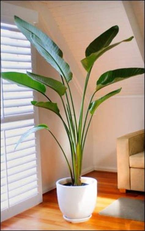 Best Indoor Palm Trees | ... indoor plants suitable for ...