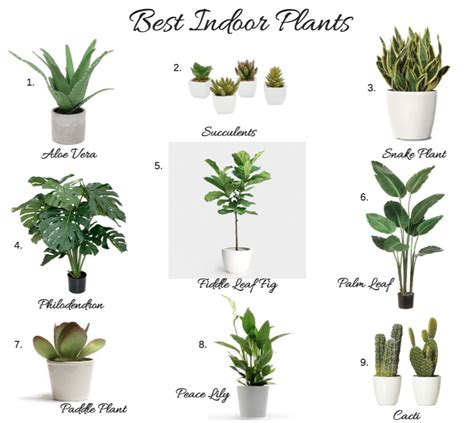 Best Indoor Plants   Myfavoriteheadache.com ...